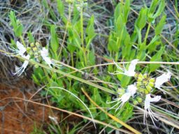 Ocimum obovatum long stamens