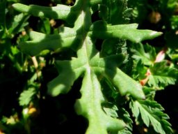 Bertilia hantamensis leaf