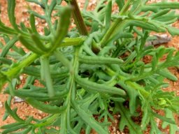 Bertilia hantamensis stems