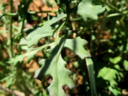 Bolandia pinnatifida leaf upper part