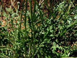 Bolandia pinnatifida leaves and stem-bases