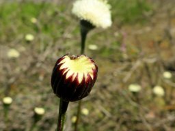 Bolandia pinnatifida before and after florets open