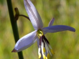 Caesia contorta illuminated by sunshine