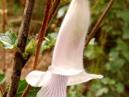 Ceratotheca triloba flower