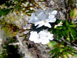Chascanum cernuum