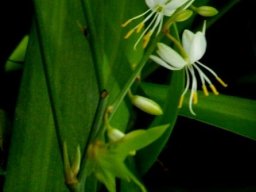 Chlorophytum capense