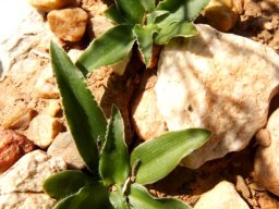 Chlorophytum crispum
