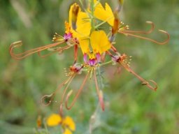 Cleome angustifolia subsp. petersiana flowers