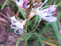 Cleome macrophylla