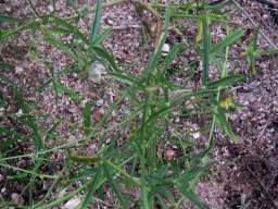 Cleome macrophylla leaves