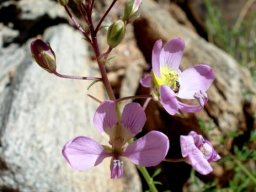 Cleome oxyphylla var. oxyphylla, a names dropping plant