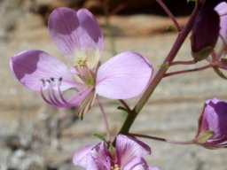 Cleome oxyphylla var. oxyphylla flowers