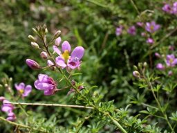 Cleome rubella