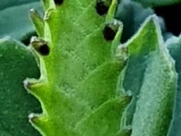 Coleus neochilus green bud stage