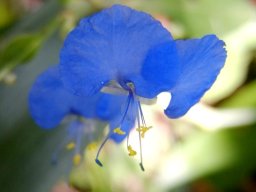 Commelina erecta flower