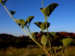 Commicarpus pentandrus leaves