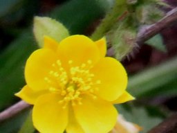 Corchorus confusus flower