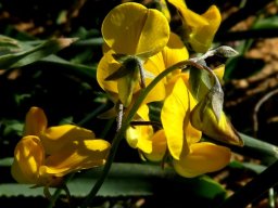 Crotalaria humilis flowers