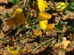 Crotalaria humilis