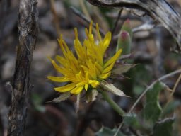 Cuspidia cernua flowerhead