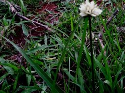 Cyperus obtusiflorus var. obtusiflorus inflorescence
