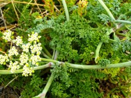 Dasispermum suffruticosum