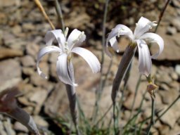 Dianthus bolusii