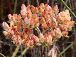 Dilatris pillansii ageing florets