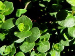 Dyschoriste setigera leaves