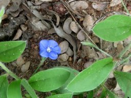 Evolvulus alsinoides flower