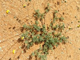 Foveolina dichotoma