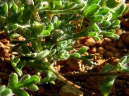 Foveolina dichotoma searching green fingers