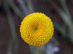Foveolina dichotoma florets arranged in curves