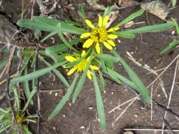 Geigeria ornativa subsp. ornativa