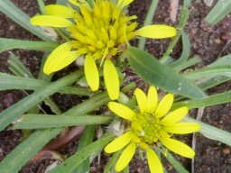 Geigeria ornativa subsp. ornativa flowerheads