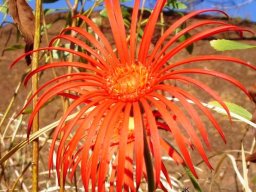 Gerbera jamesonii in habitat