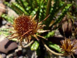 Gerbera linnaei fruiting