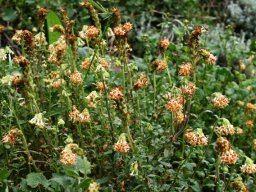 Glumicalyx flanaganii many-flowered