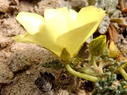 Grielum humifusum flower profile and buds