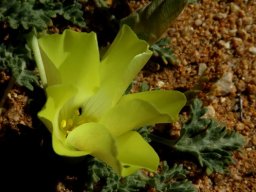 Grielum humifusum first customer