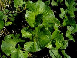 Gunnera perpensa leaf veins