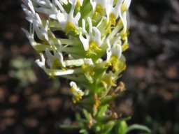 Hebenstretia parviflora flowers