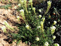 Hebenstretia parviflora