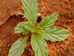 Heliotropium amplexicaule leaves