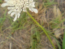 Scabiosa columbaria in the Hartebeestfontein Conservancy