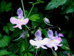 Impatiens hochstetteri subsp. hochstetteri