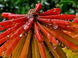 Kniphofia uvaria buds and colour change