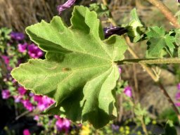 Malva arborea leaf