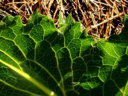 Lichtensteinia lacera, the tornleaf kalmoes