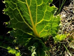 Lichtensteinia lacera leaves